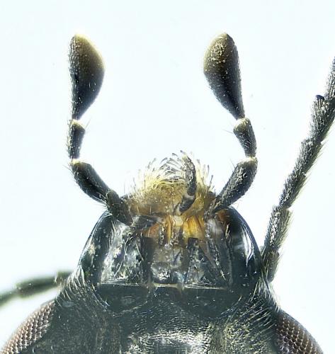 Mordellistena sp.
